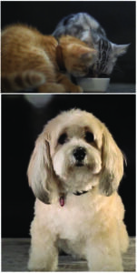 Animal Complete Nutrition for Cats & Dogs Food & Treats